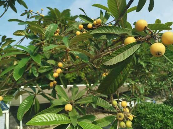 農(nóng)療康復(fù)身心健，共賞枇杷一樹(shù)金——邵陽(yáng)縣特別教育黌舍成功舉辦枇杷文化節(jié)