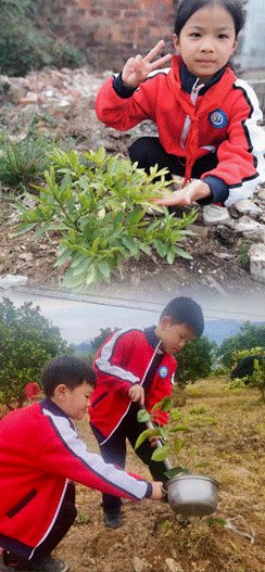 新寧縣清江橋鄉(xiāng)中間小學(xué)開(kāi)展植樹(shù)節(jié)運(yùn)動(dòng)