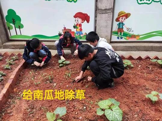 勞動(dòng)教育第2期校園童耕場(chǎng)圃勞作記║觀察蔬菜生長(zhǎng) 學(xué)習(xí)耕種技術(shù)