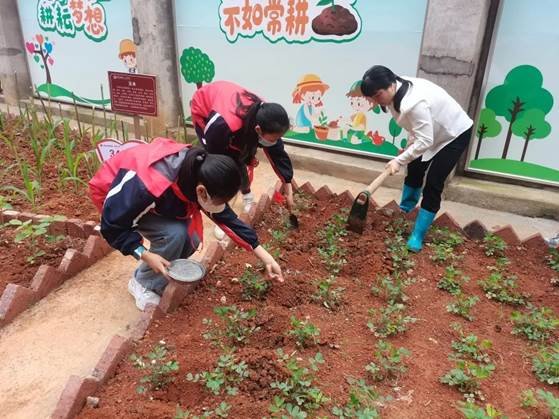 勞動(dòng)教育第2期校園童耕場(chǎng)圃勞作記║觀察蔬菜生長(zhǎng) 學(xué)習(xí)耕種技術(shù)
