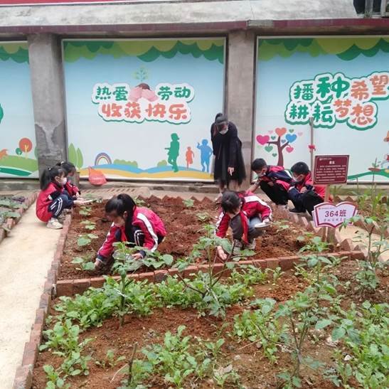 勞動(dòng)教育第2期校園童耕場(chǎng)圃勞作記║觀察蔬菜生長(zhǎng) 學(xué)習(xí)耕種技術(shù)