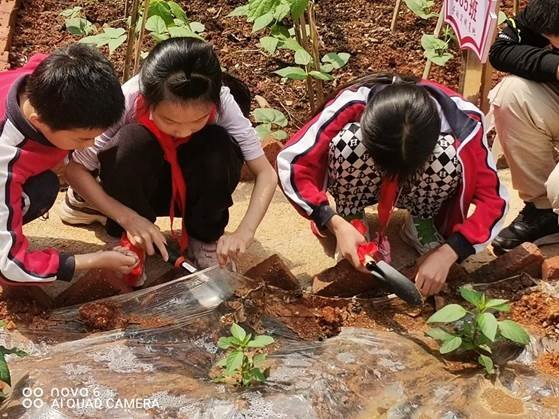 勞動(dòng)教育第2期校園童耕場(chǎng)圃勞作記║觀察蔬菜生長(zhǎng) 學(xué)習(xí)耕種技術(shù)