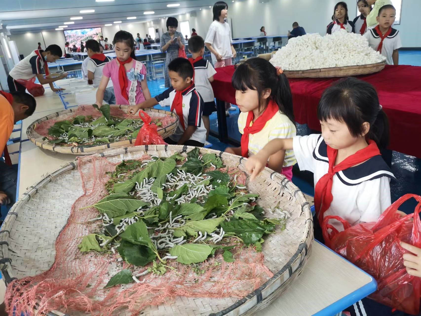 洞口縣茶場學(xué)校：開展“紅領(lǐng)巾”尋訪“蠶文化”勞動實踐活動