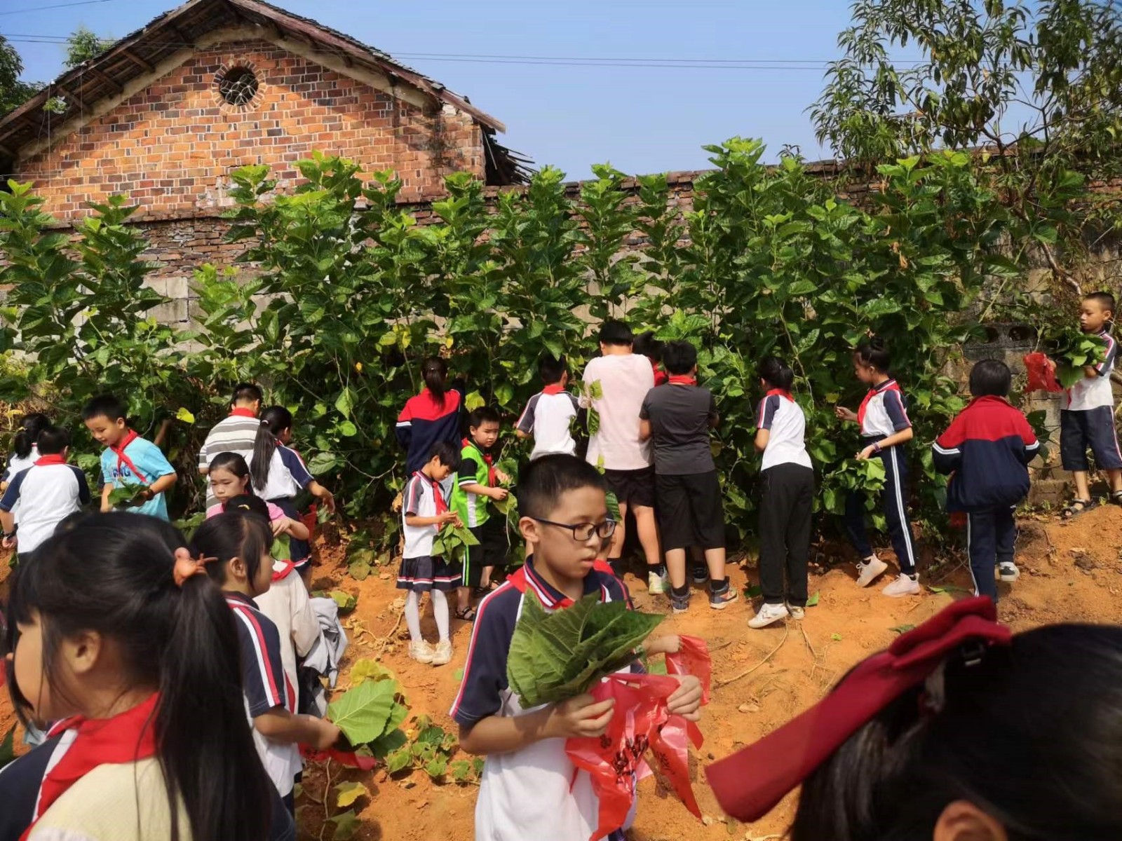 洞口縣茶場學(xué)校：開展“紅領(lǐng)巾”尋訪“蠶文化”勞動實踐活動
