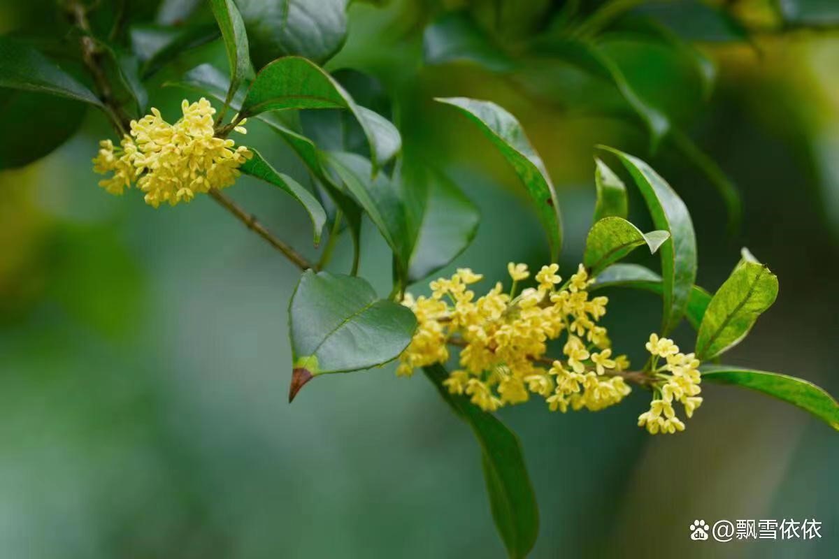 八月桂花姍姍遲來為哪般？