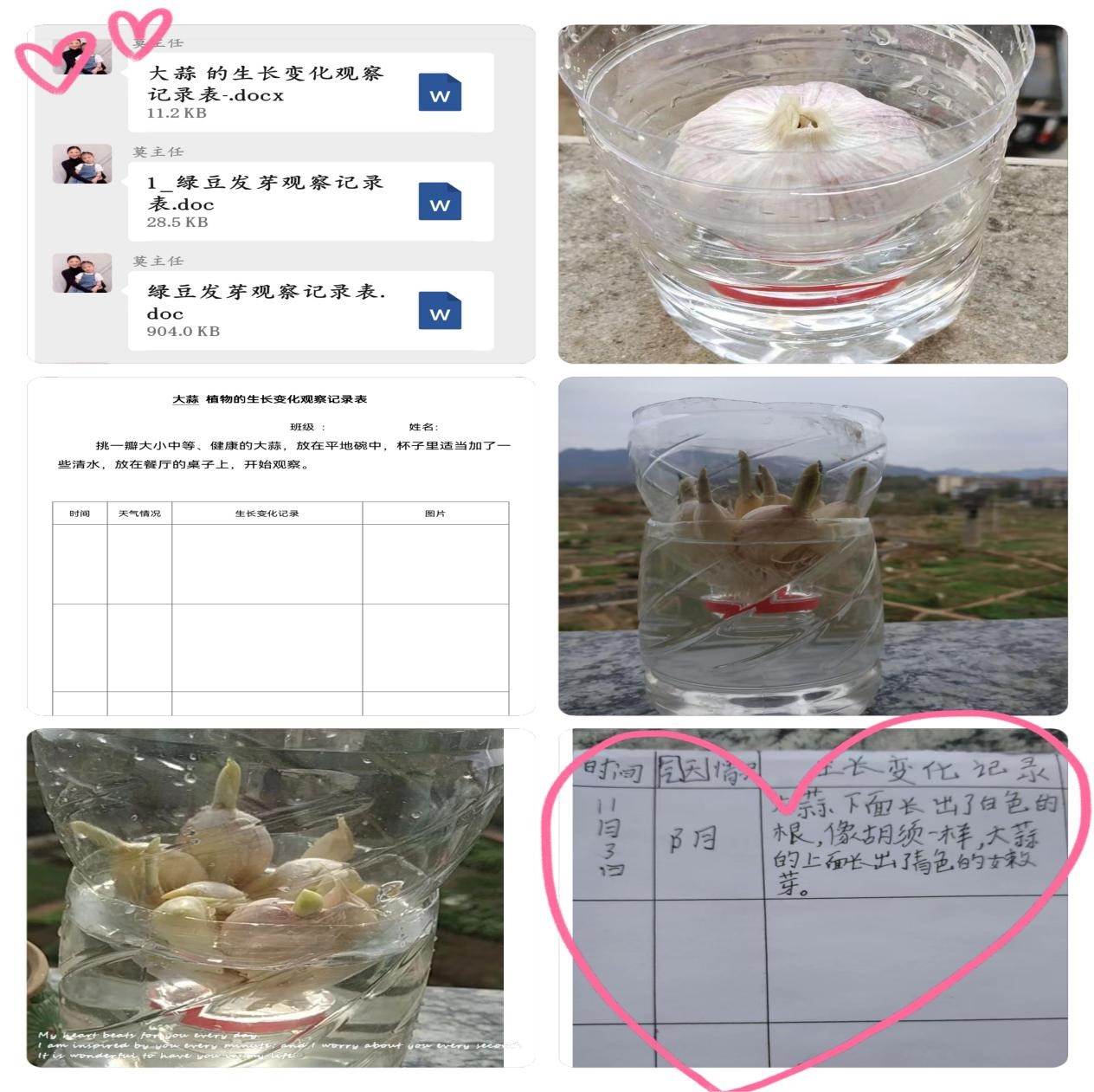 五峰鋪鎮(zhèn)中心完小開展“植物的觀察日記”主題活動