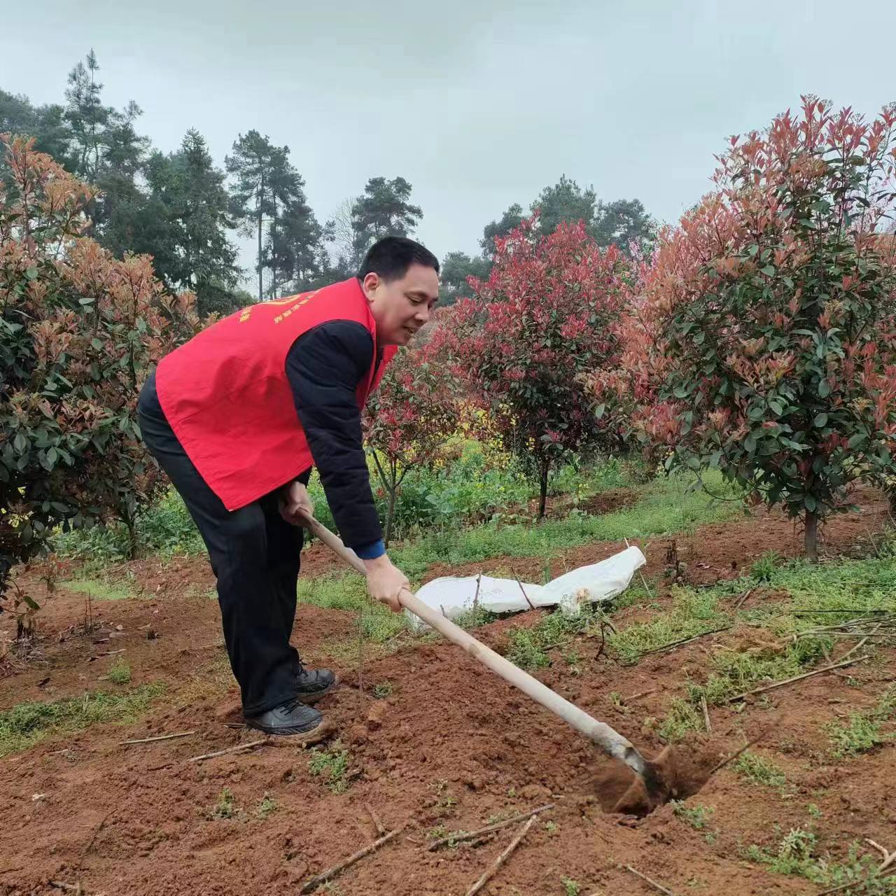 不負(fù)春光添新綠，陽(yáng)春三月植樹(shù)忙