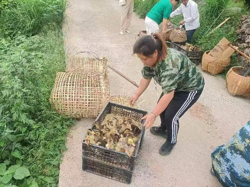 辰溪舉辦殘疾人種養(yǎng)培訓(xùn)班