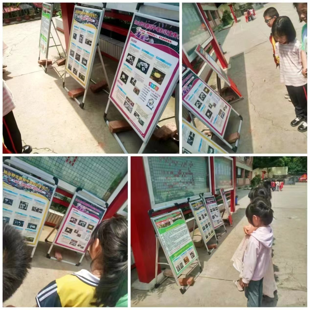 預(yù)防野生蘑菇中毒，守護(hù)校園安全