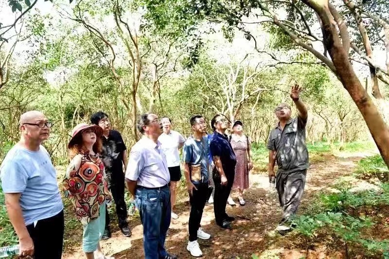 辰溪：辰河文化社采風(fēng)孝坪鎮(zhèn)魔芋種植基地