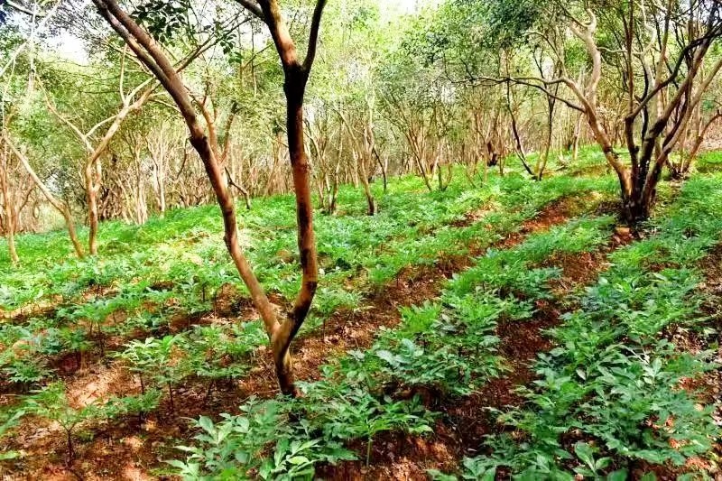 辰溪：辰河文化社采風(fēng)孝坪鎮(zhèn)魔芋種植基地