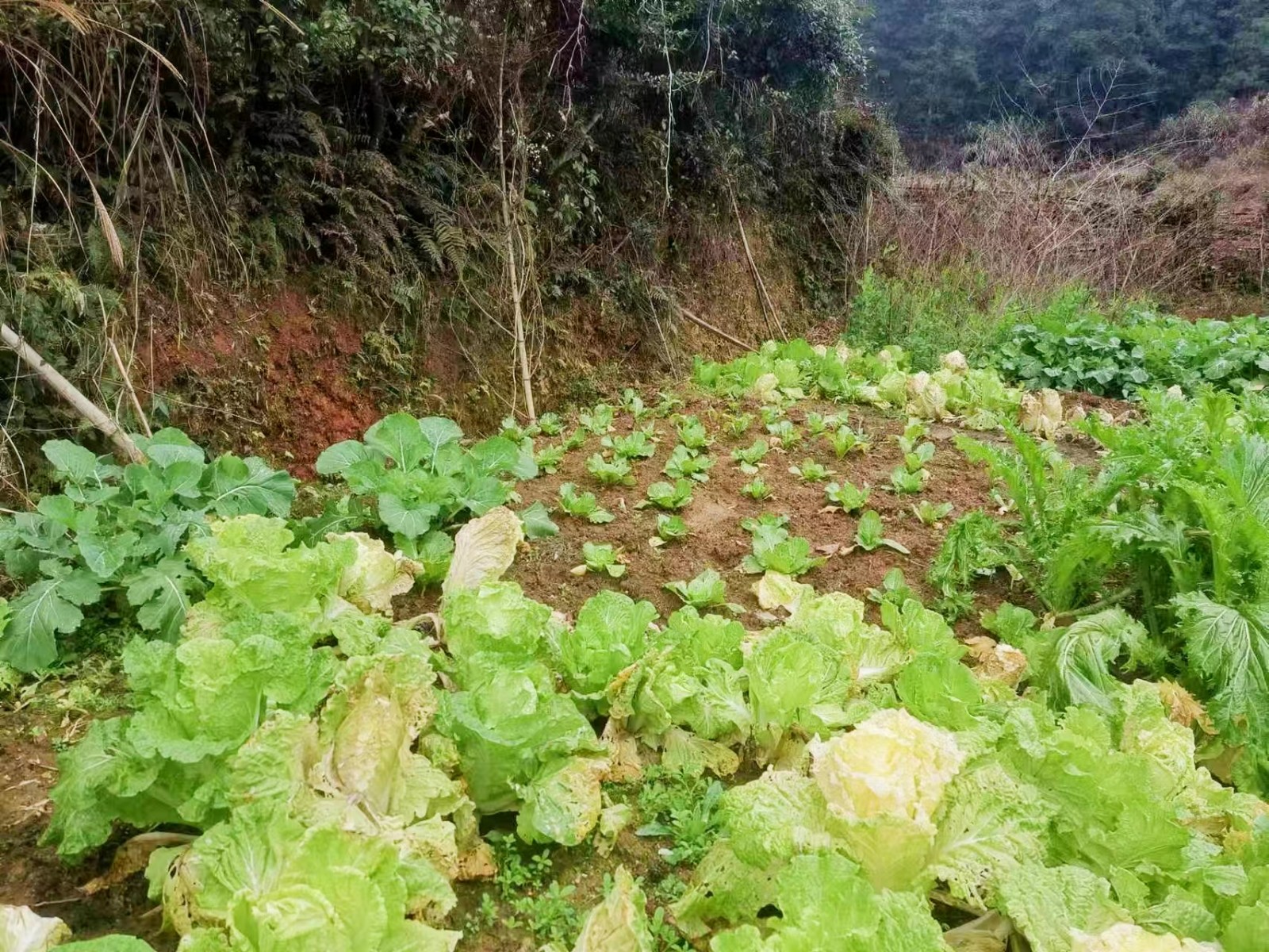 新寧縣崀山鎮(zhèn)：禁種鏟毒踏查行 禁毒宣傳永不停