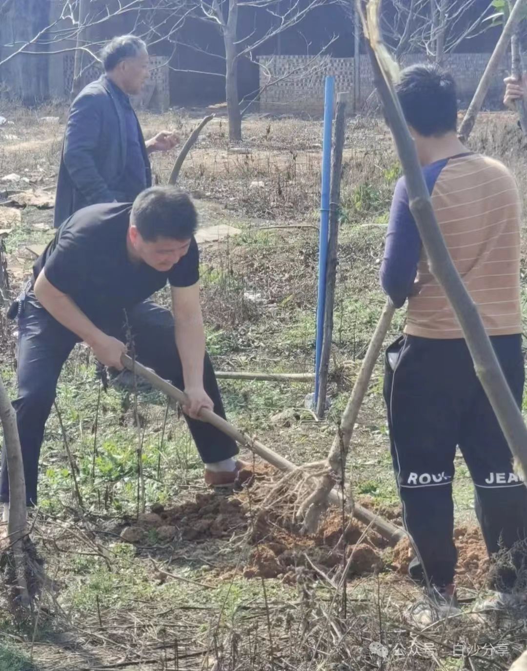 白沙中學(xué)舉行植樹(shù)節(jié)活動(dòng)，校長(zhǎng)親自帶領(lǐng)師生共筑綠色校園