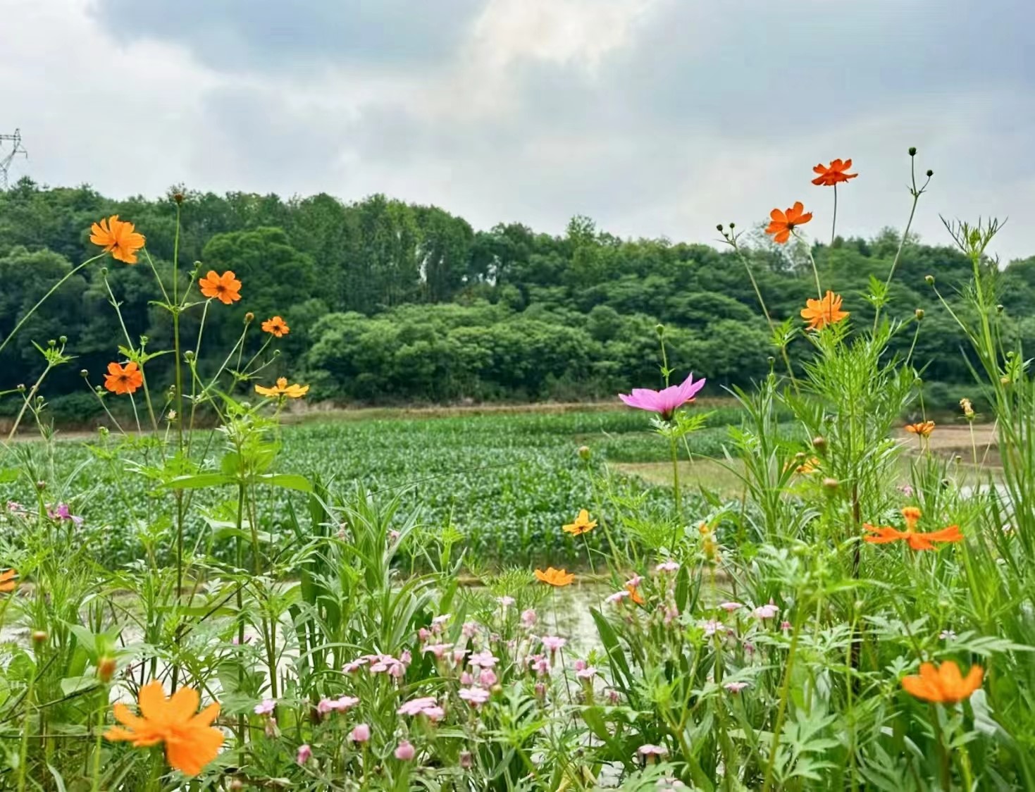 聚文學(xué)力量  助鄉(xiāng)村振興