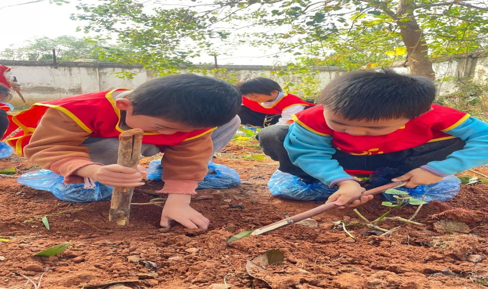 白馬田幼兒園開展《只“薯”于“泥”的童年》勞動實踐活動