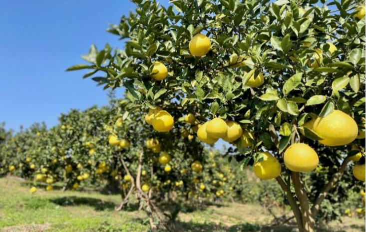 福林香柚又熟了