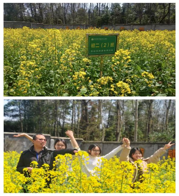 校園農(nóng)場油菜花開 繪就春日爛漫畫卷