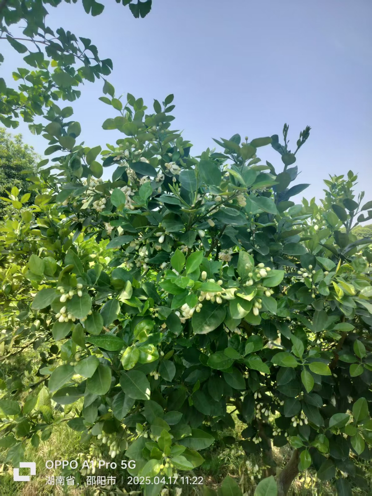 從特色單品到產(chǎn)業(yè)集群：邵陽(yáng)縣“福林香柚”的鄉(xiāng)村振興破局之路