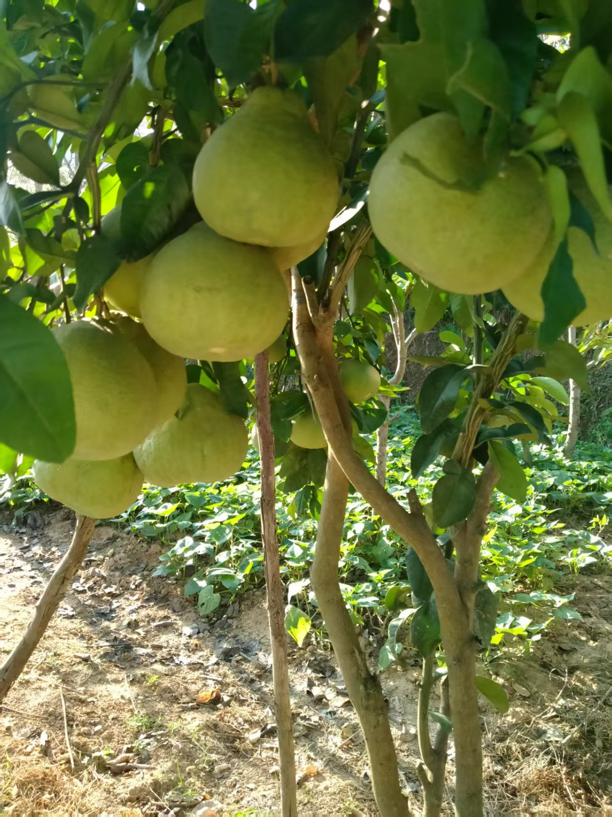 唐情：鄉(xiāng)村振興浪潮中的“領(lǐng)頭雁”