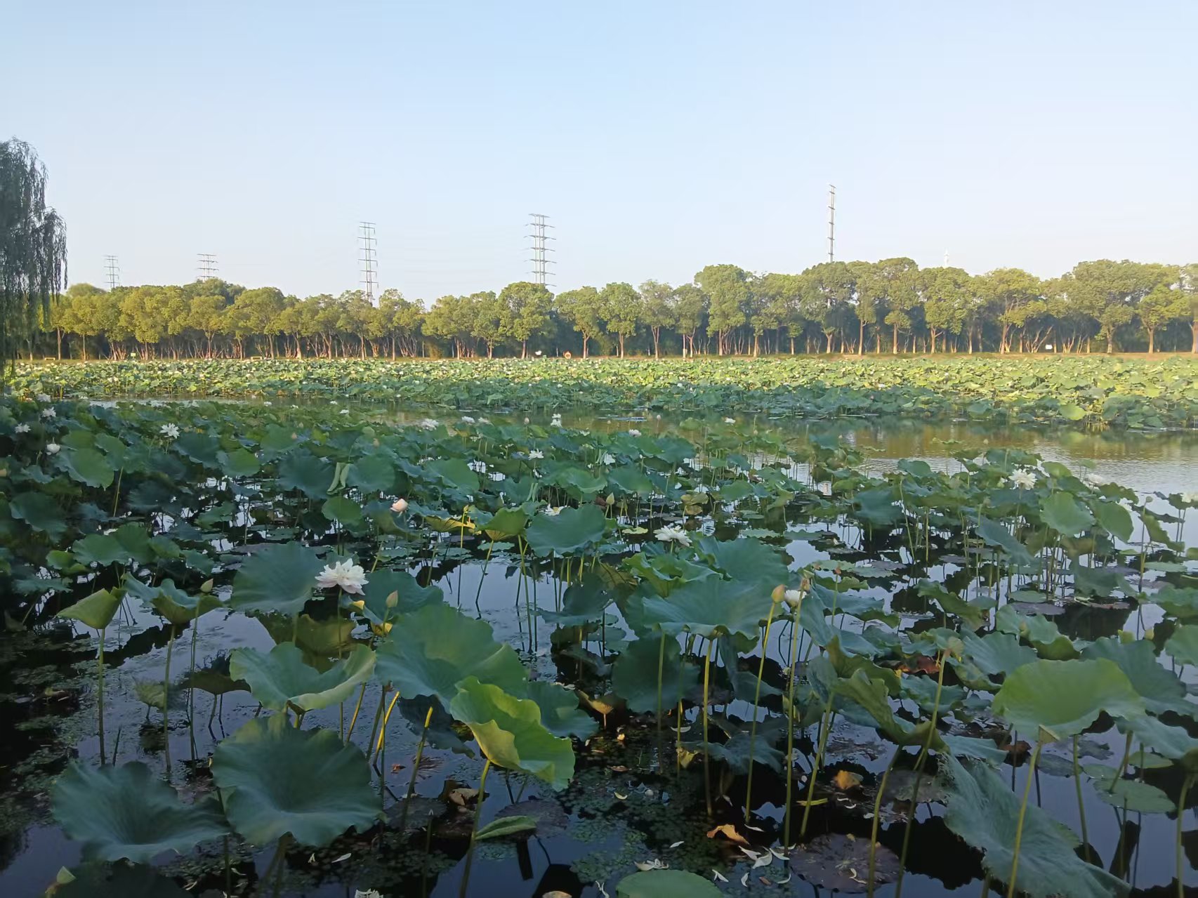 游蘇州荷塘月色