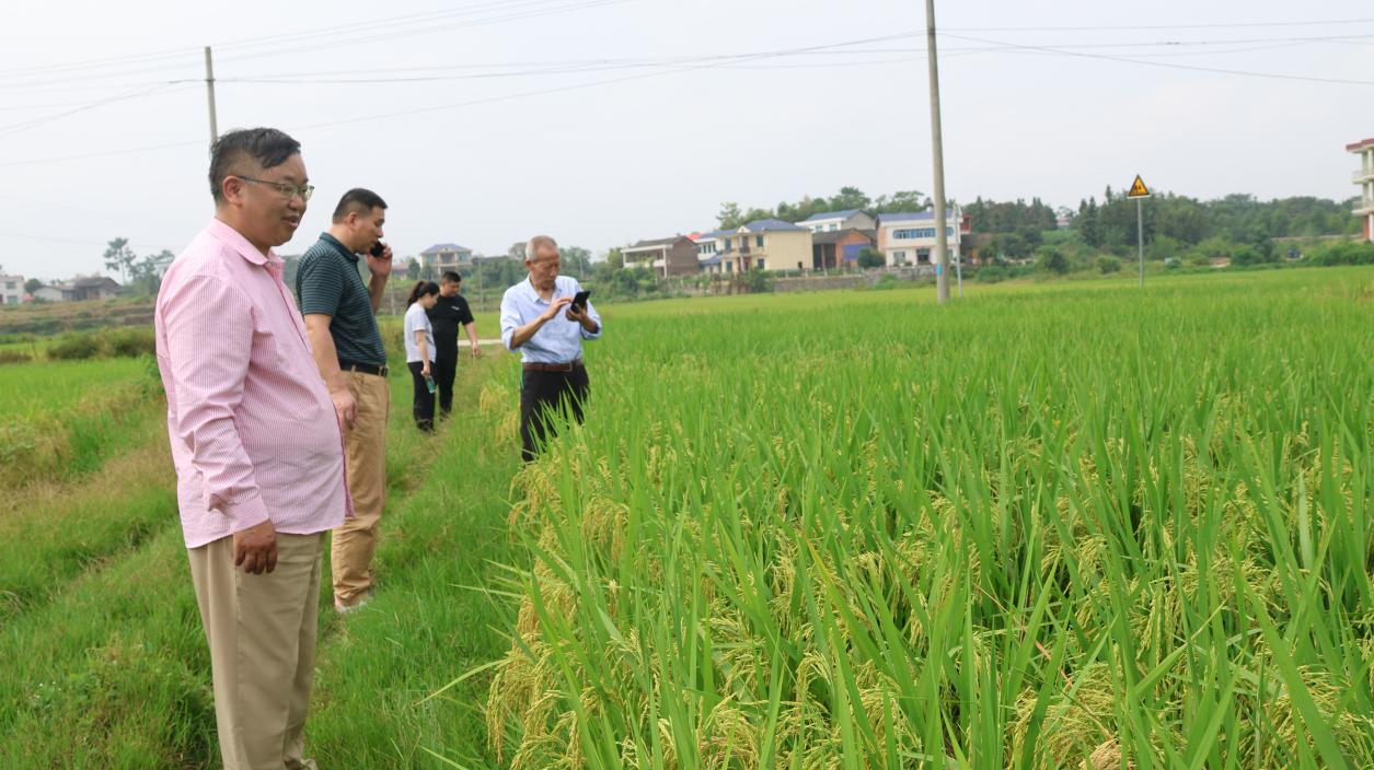 邵陽洞口縣：硅藻菌肥在高沙鎮(zhèn)種植晚稻喜獲豐收