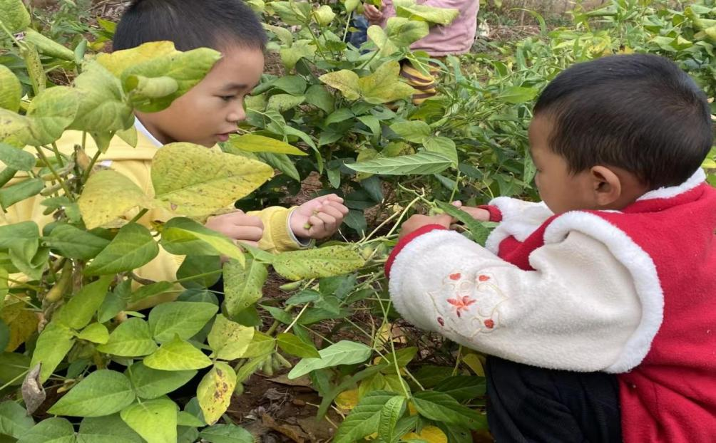 萬塘鄉(xiāng)白馬田幼兒園秋季學期食育課程圓滿收官